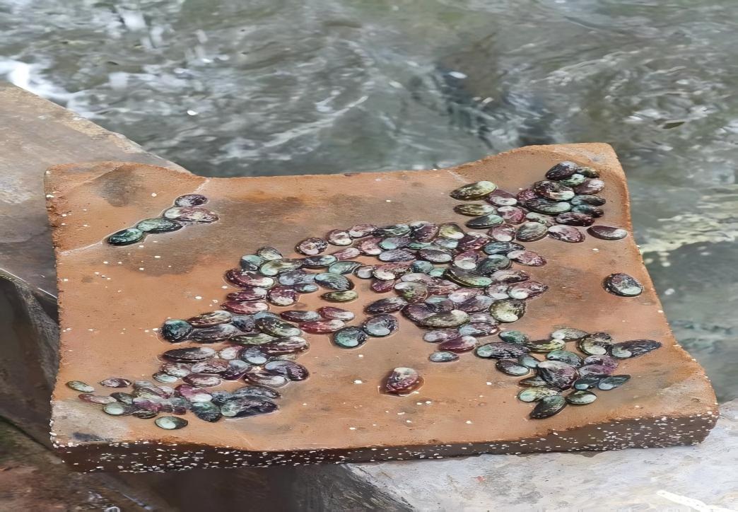 图片(8).jpg 图片(8).jpg