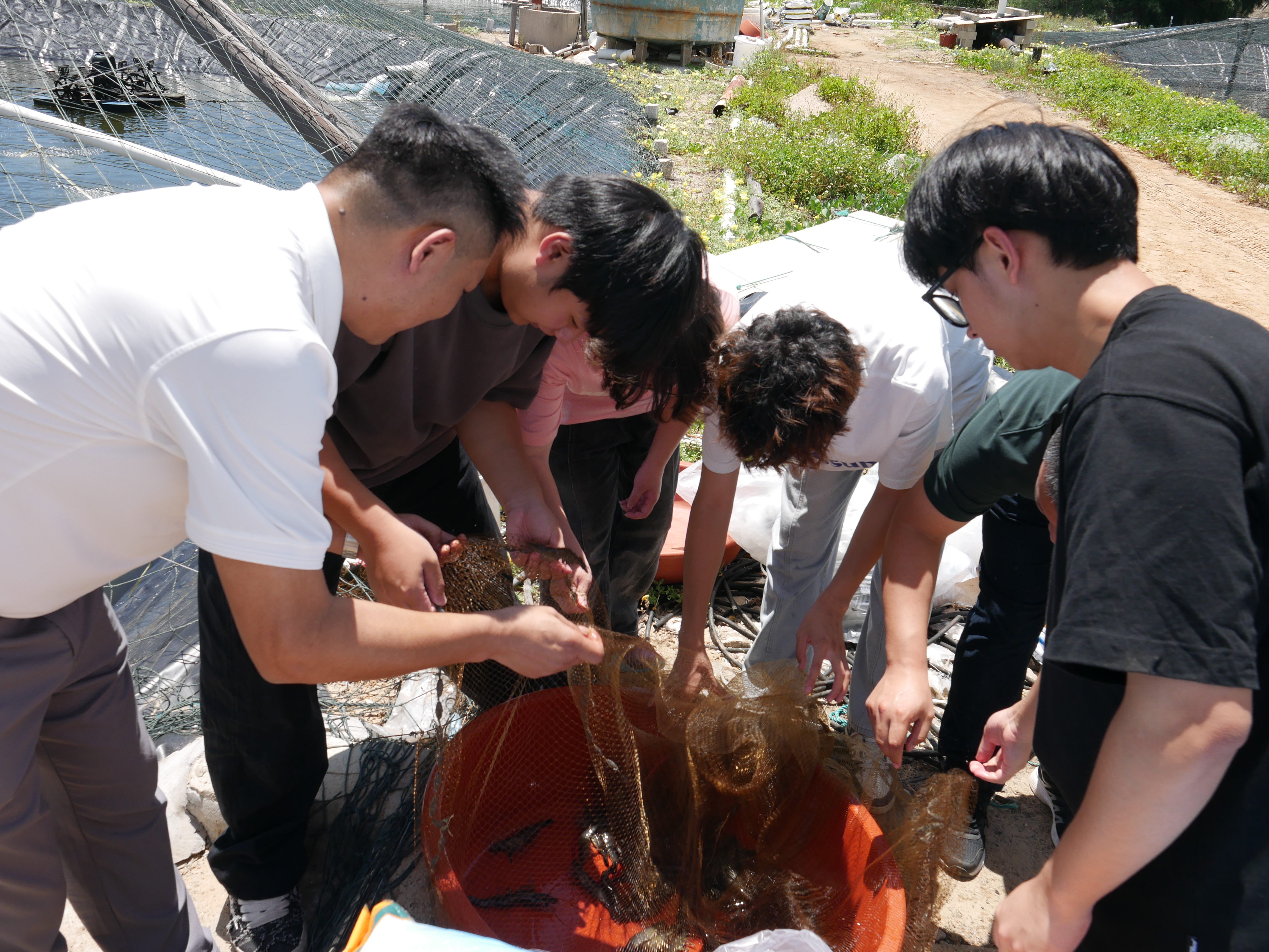 10捕捞虾进行估虾比赛.jpg 10捕捞虾进行估虾比赛.jpg