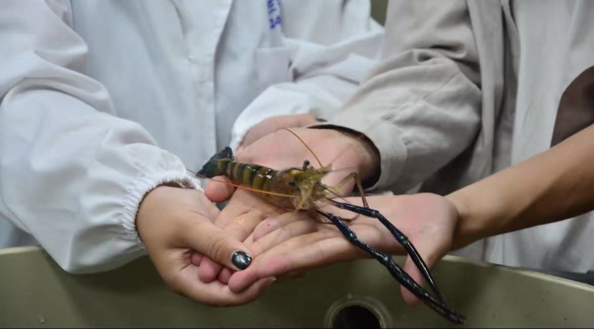 2团队在实验室养殖罗氏沼虾.jpg 2团队在实验室养殖罗氏沼虾.jpg