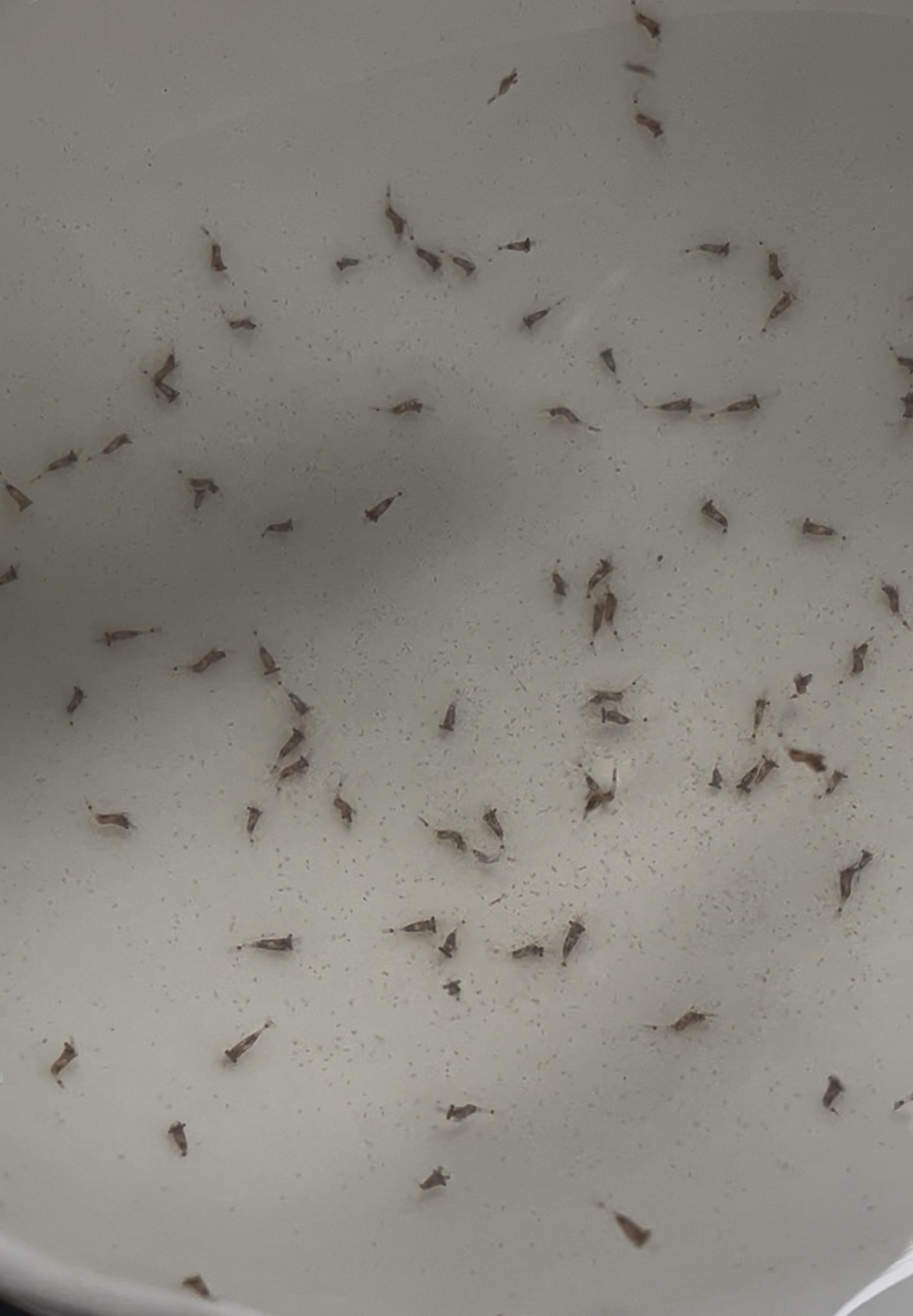 7罗氏沼虾幼苗期在进食丰年虫.jpg 7罗氏沼虾幼苗期在进食丰年虫.jpg